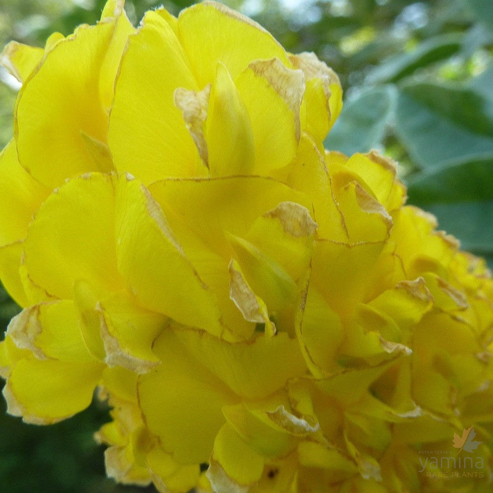 Argyrocytisus battandieri 1