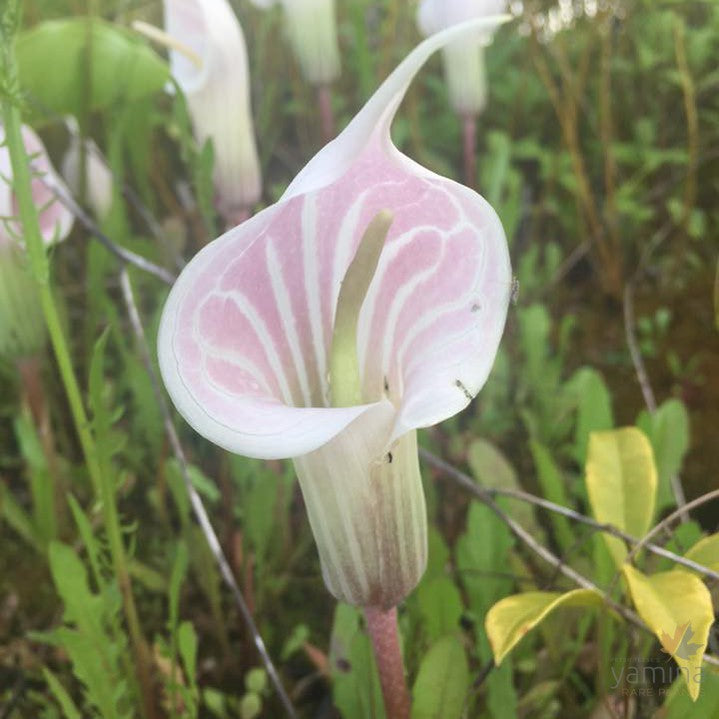 Arisaema candidissima