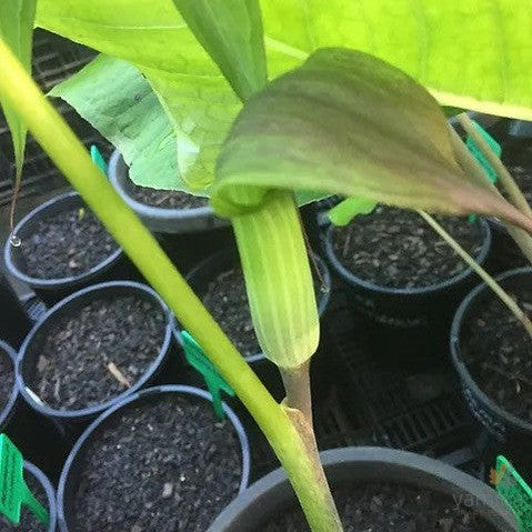 Arisaema ciliatum var liubaense 1