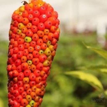 Arisaema consanguineum-1