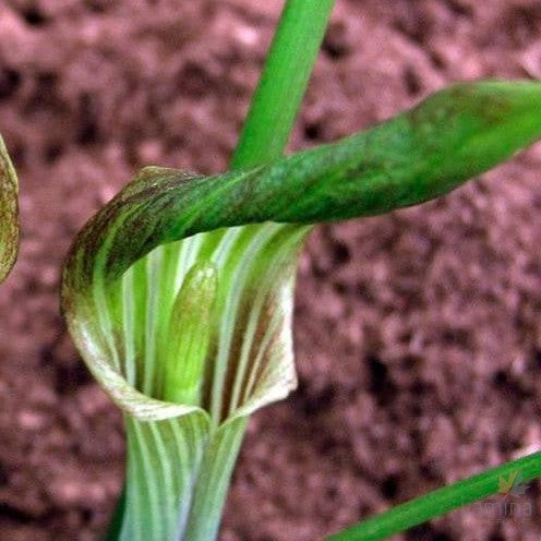 Arisaema consanguineum-2