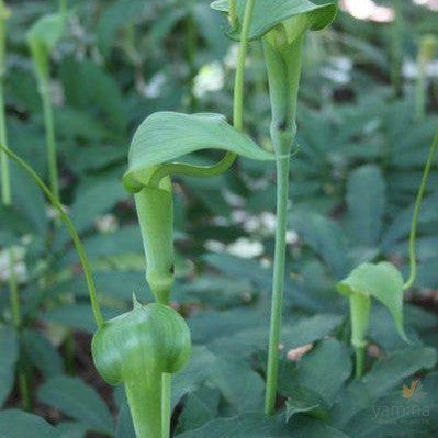 Arisaema heterophyllum Baguo 1