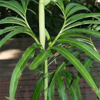 Arisaema heterophyllum Baguo 2