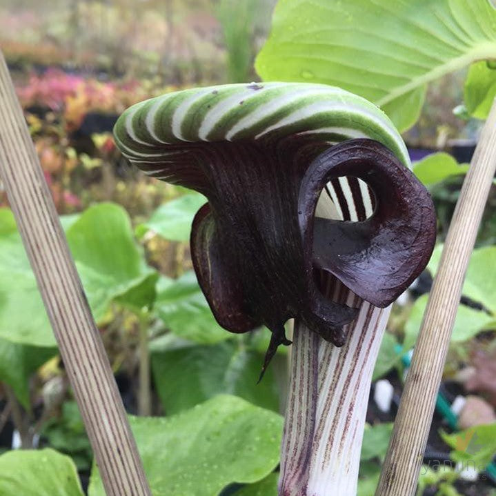 Arisaema ringens 1