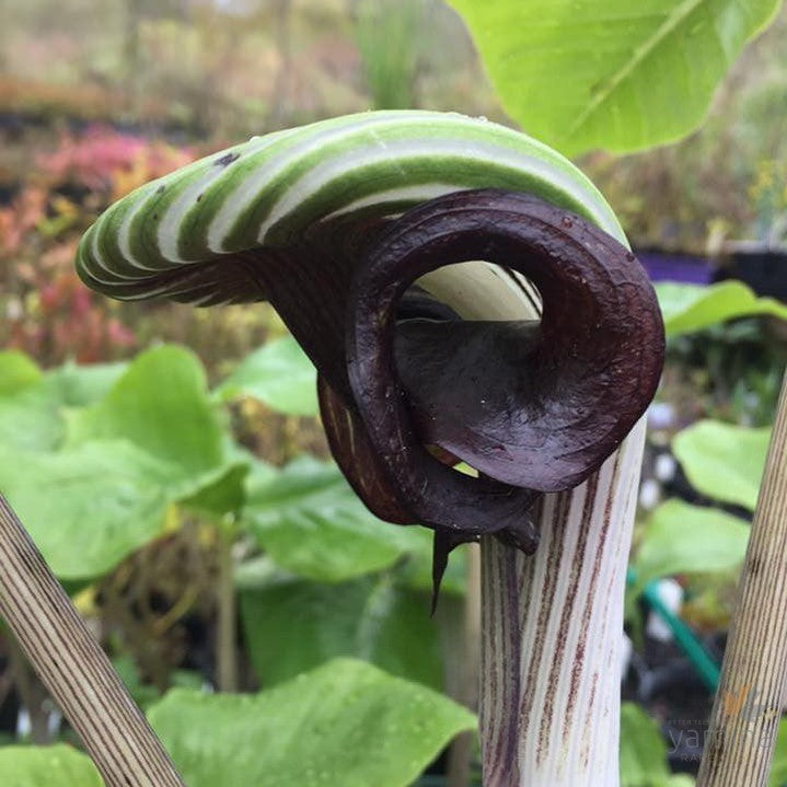 Arisaema ringens 2