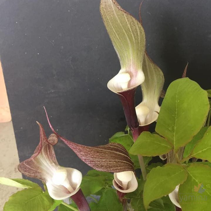 Arisaema sikkokianum 2