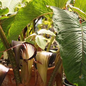 Arisaema speciosa