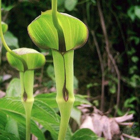 Arisaema tortuosa