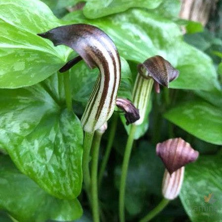 Arisaema triphyllum