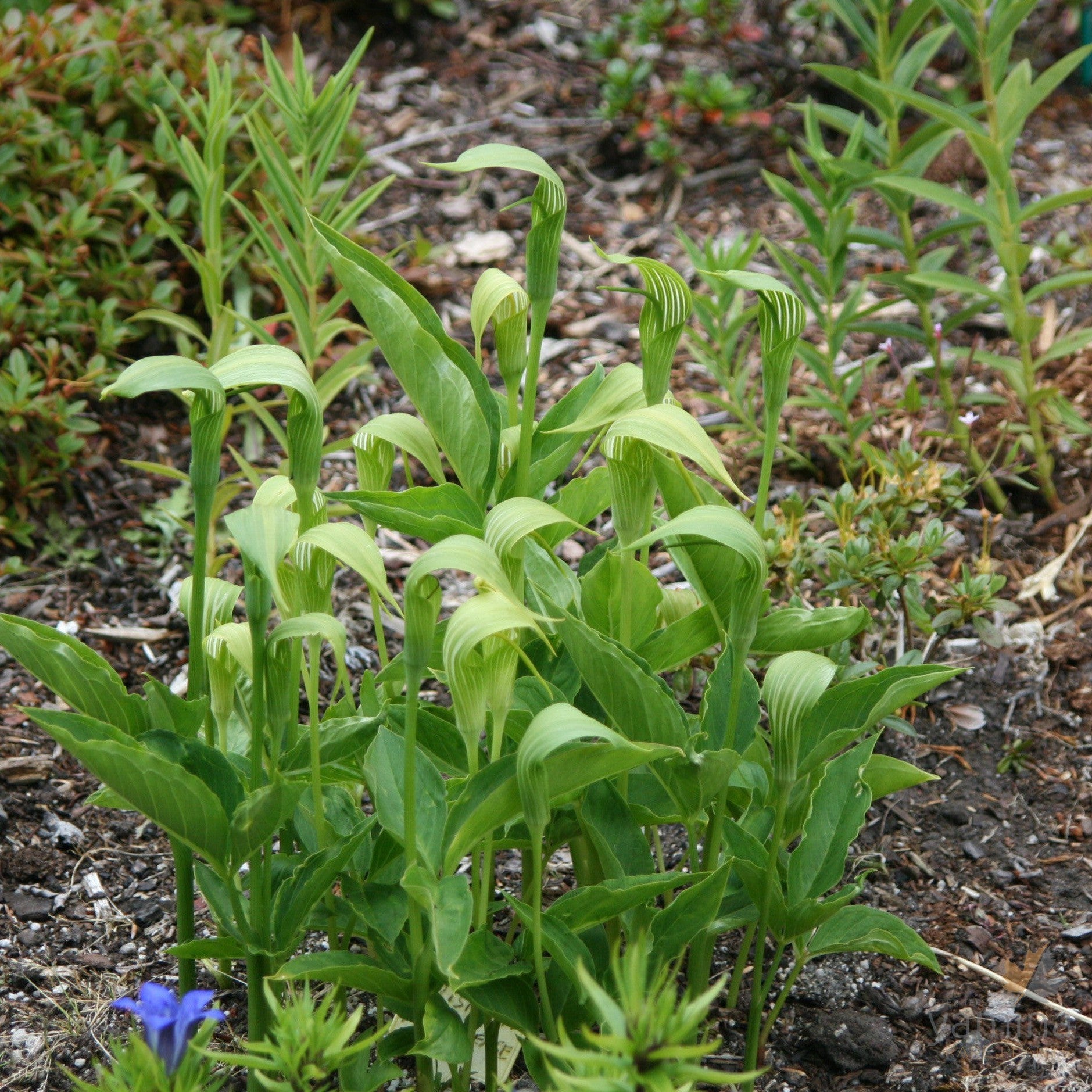 Arisaema yunnanense 1