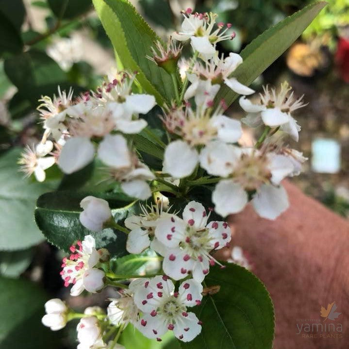 Aronia melanocarpa (Black Chokeberry) 1