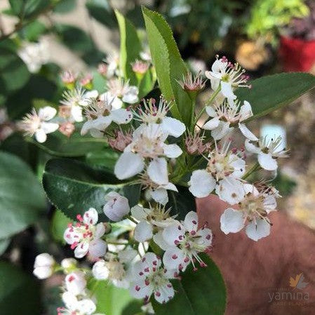 Aronia melanocarpa (Black Chokeberry) 2