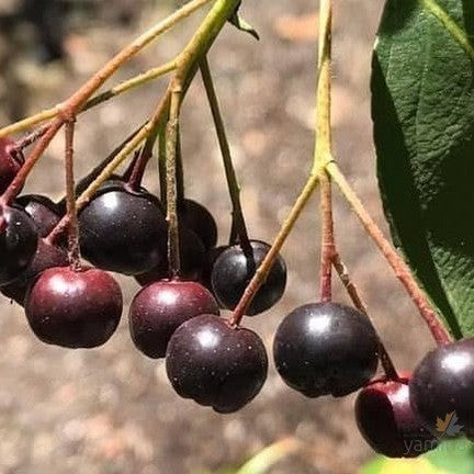 Aronia prunifolia-2