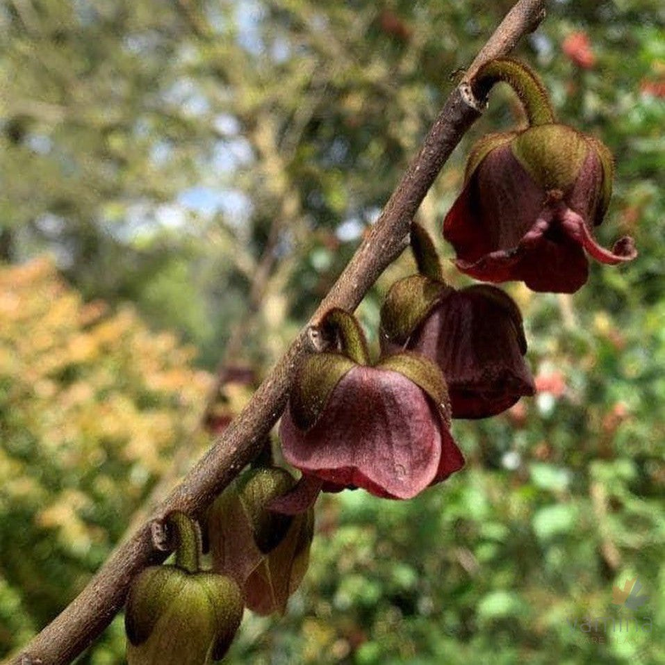 Asimina triloba 3