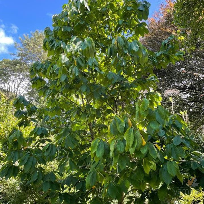 Asimina triloba 4