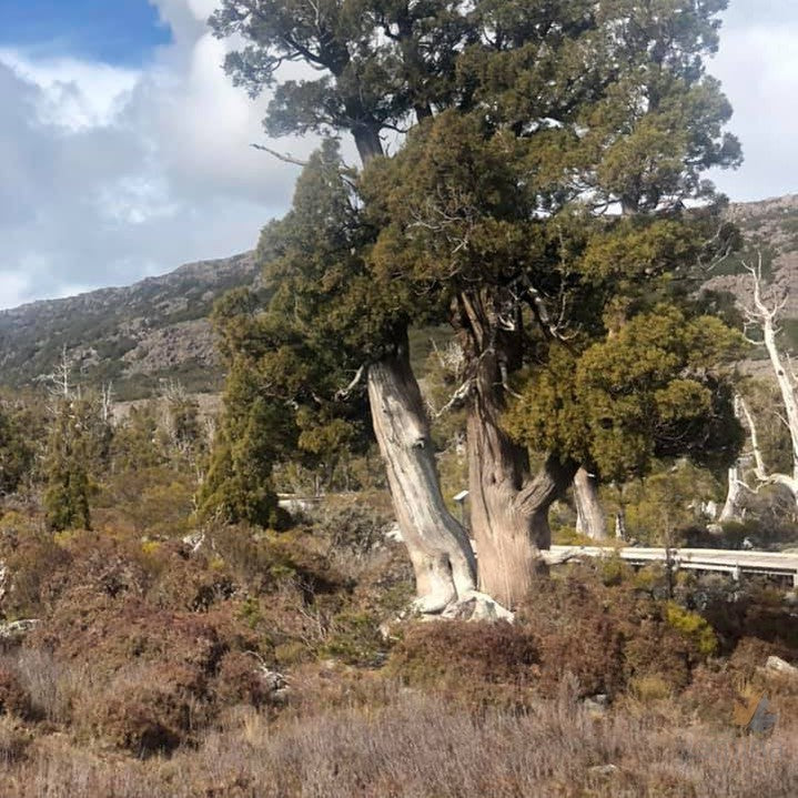 Athrotaxus cupressoides 1