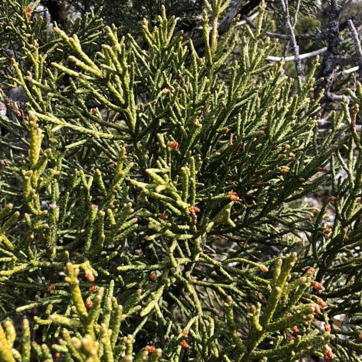 Athrotaxus cupressoides 2