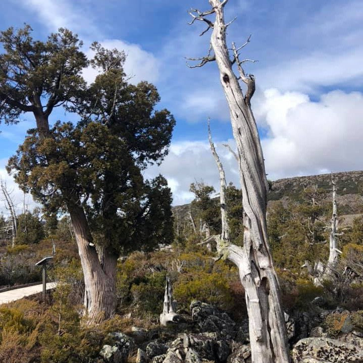 Athrotaxus cupressoides 4