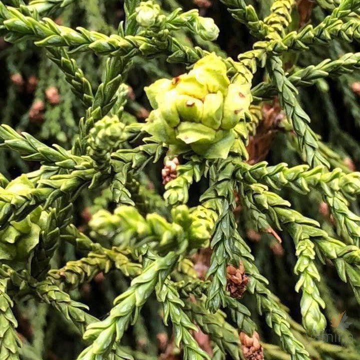 Athrotaxus laxifolia 3