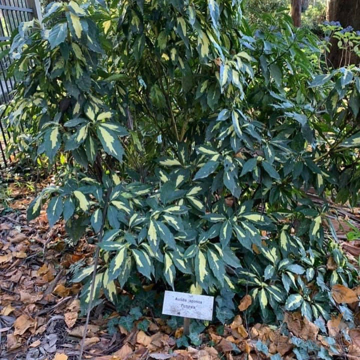 Aucuba japonica 'Picturata' 1