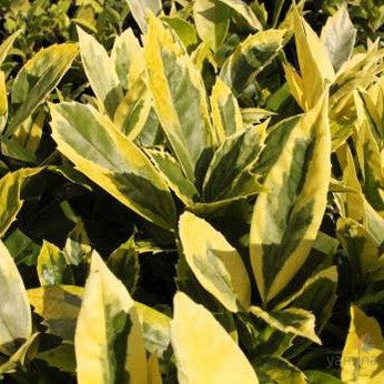 Aucuba japonica 'Sulphurea Marginata' 3
