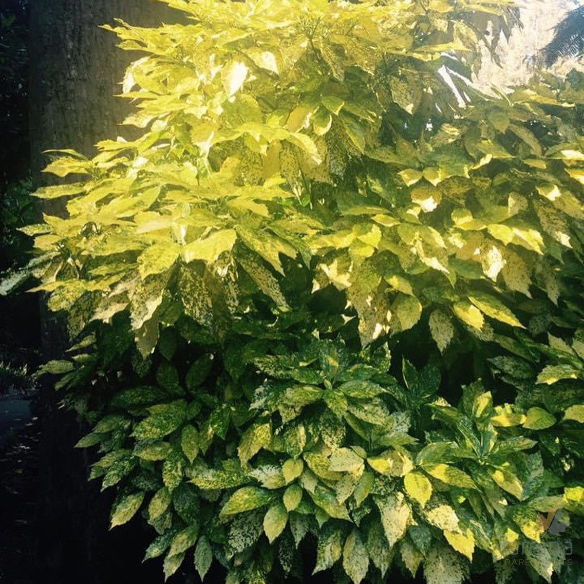 Aucuba japonica 'Variegata' 1
