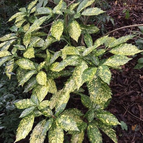 Aucuba japonica 'Variegata' 3