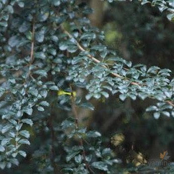 Azara microphylla 2