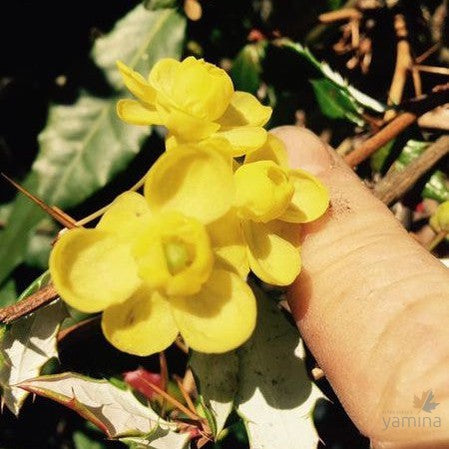 Berberis calliantha 1