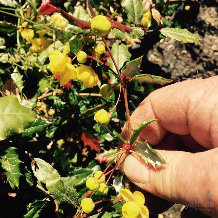 Berberis calliantha 2