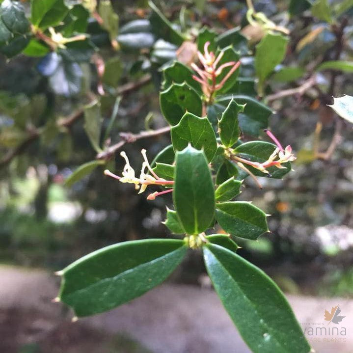 Berberis darwinii  2