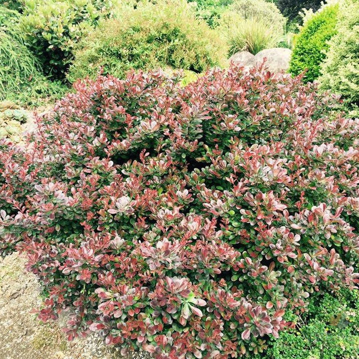 Berberis thunbergii Atropurpurea Nana (Little Favourite) 1