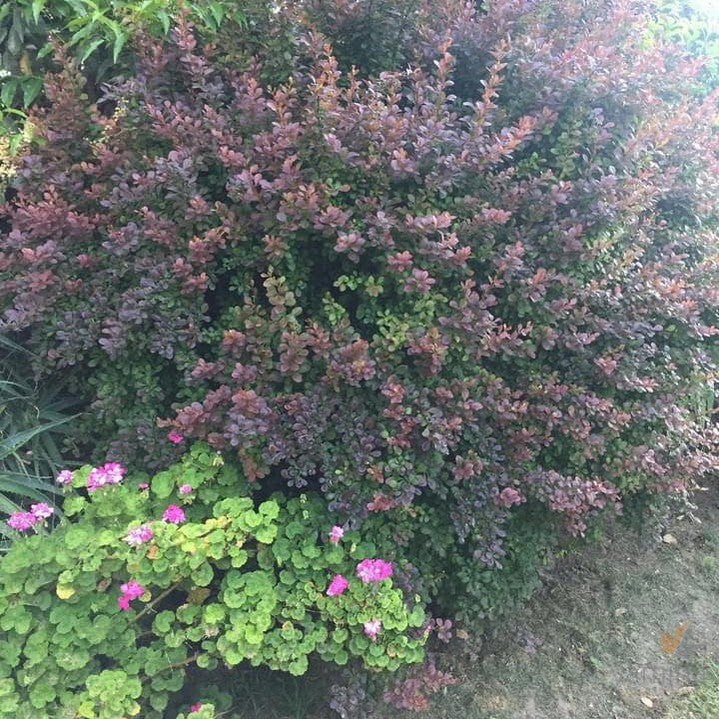 Berberis thunbergii Atropurpureum 1