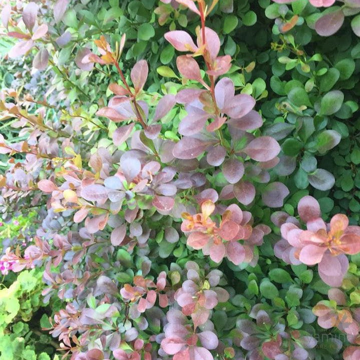 Berberis thunbergii Atropurpureum 2