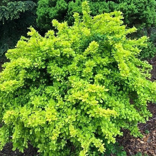 Berberis thunbergii Golden Glow