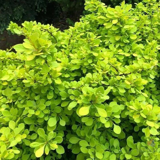 Berberis thunbergii Golden Glow 1