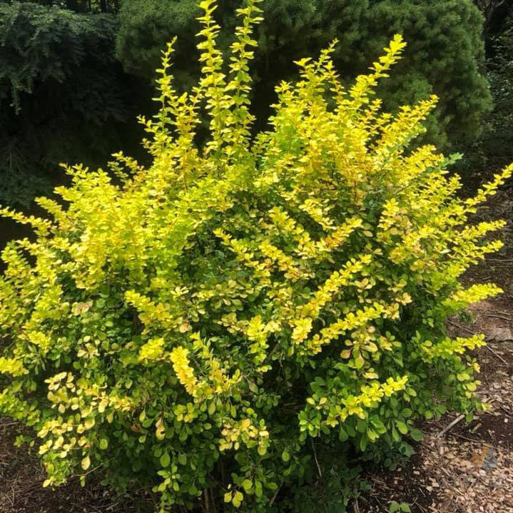 Berberis thunbergii Golden Glow 2