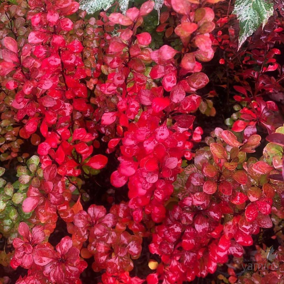 Berberis thunbergii Pow Wow 1