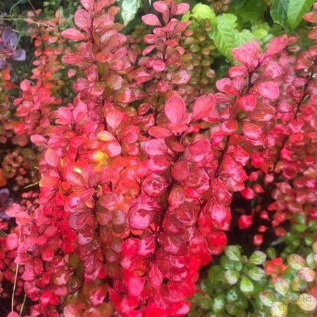 Berberis thunbergii Pow Wow 3