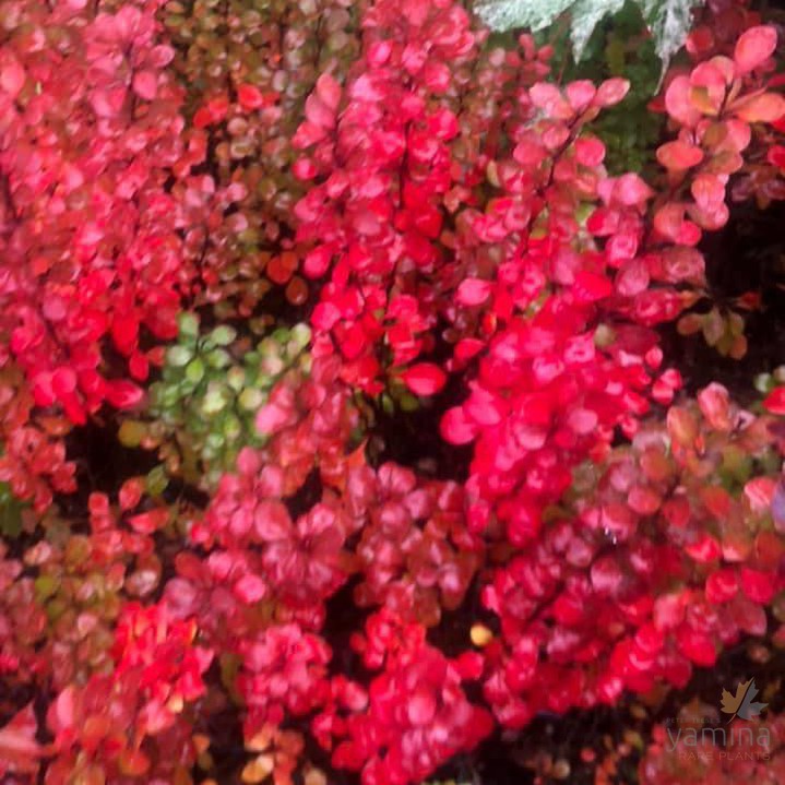Berberis thunbergii Pow Wow 4