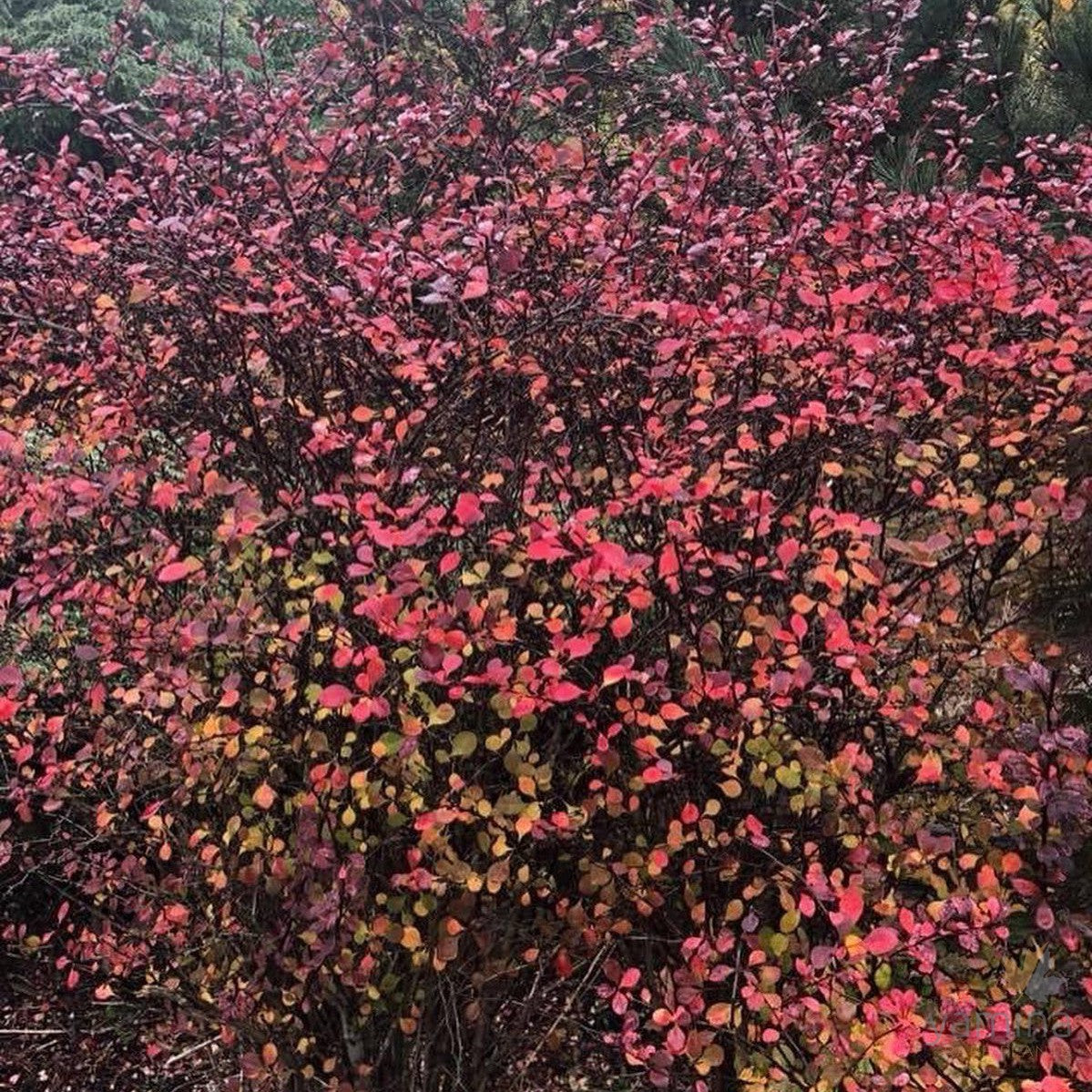 Berberis thunbergii Rose Glow 1