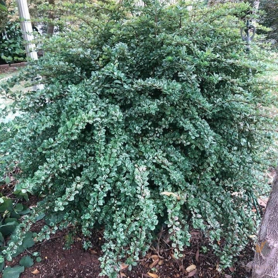 Berberis thunbergii Silver Beauty 1