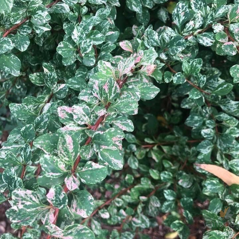 Berberis thunbergii Silver Beauty 2