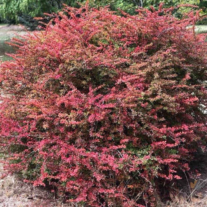 Berberis thunbergii f atropurpurea Golden Ring 1