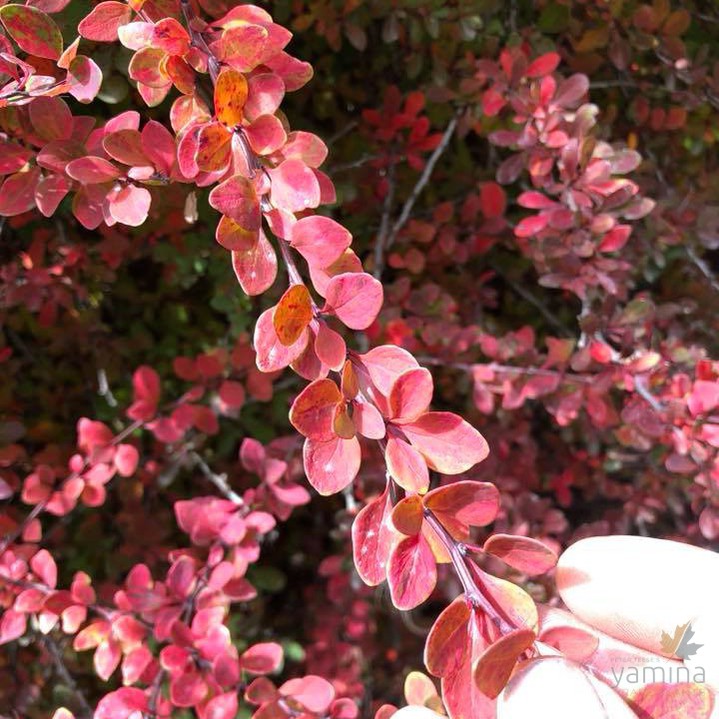 Berberis thunbergii f atropurpurea Golden Ring  3