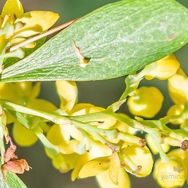 Berberis wilsoniae