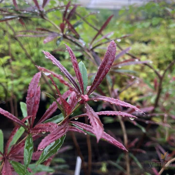 Berberis x julianae Spring Glory 1