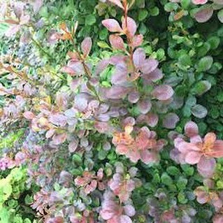 Berberis × ottawensis f. purpurea 'Superba' 1