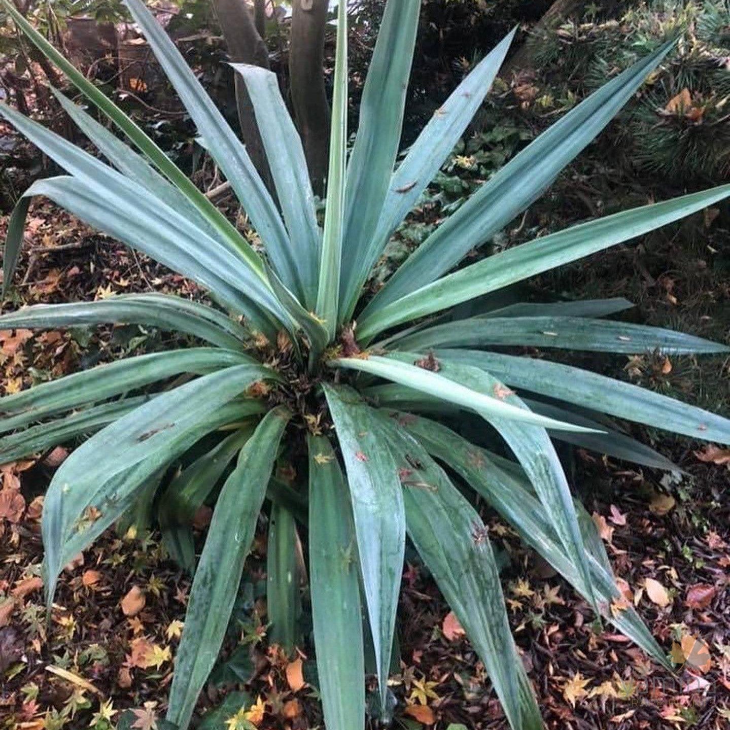 Beschorneria yuccioides 4