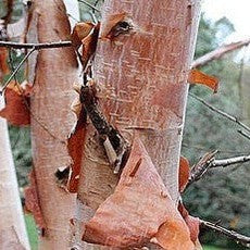 Betula albosinensis var septentrionalis 1